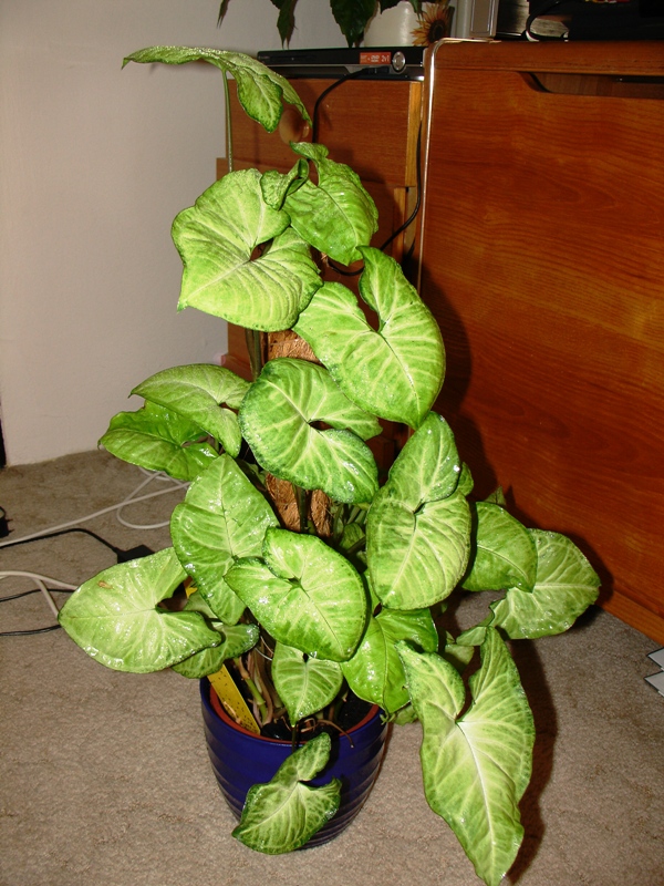 Syngonium Podophyllum
